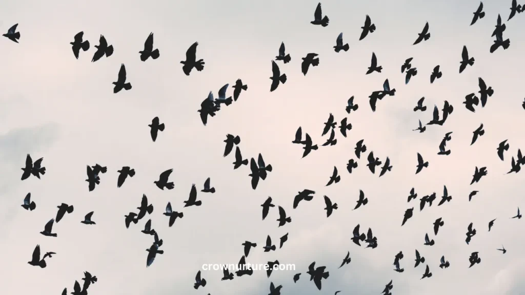 Do Crows Migrate In The Winter? (Answered) 2 Do Crows Migrate In The Winter