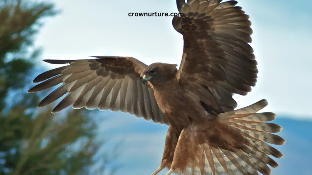 Do Crows Scare Away Hawks? (Explained) 2 Do Crows Scare Away Hawks