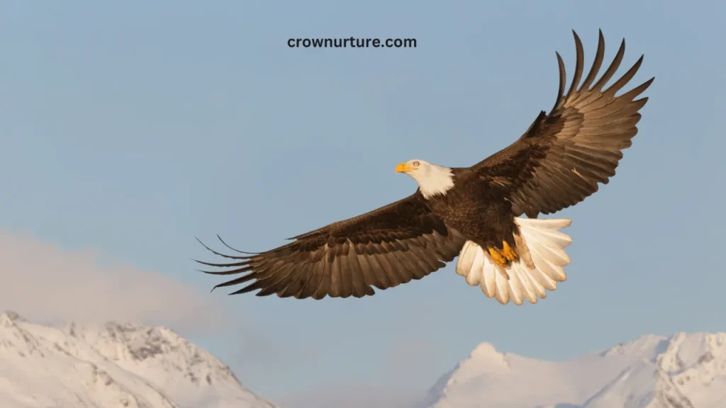 Do Eagles Fly High To Get Rid Of Crows? (Explained) 3 Do Eagles Fly High To Get Rid Of Crows