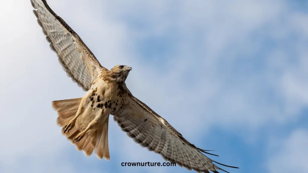 Do Red Tailed Hawks Eat Crows? (Answered) 2 Do Red Tailed Hawks Eat Crows