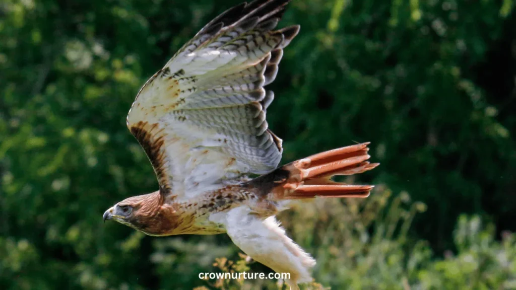 Do Red Tailed Hawks Eat Crows? (Answered) 3 Do Red Tailed Hawks Eat Crows