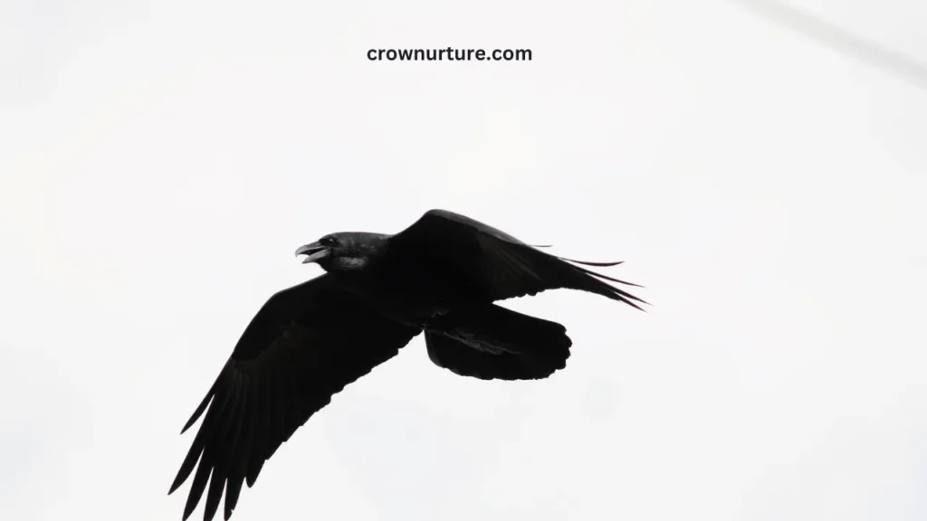 How Fast Can Crows Fly? (Answered) 3 How Fast Can Crows Fly