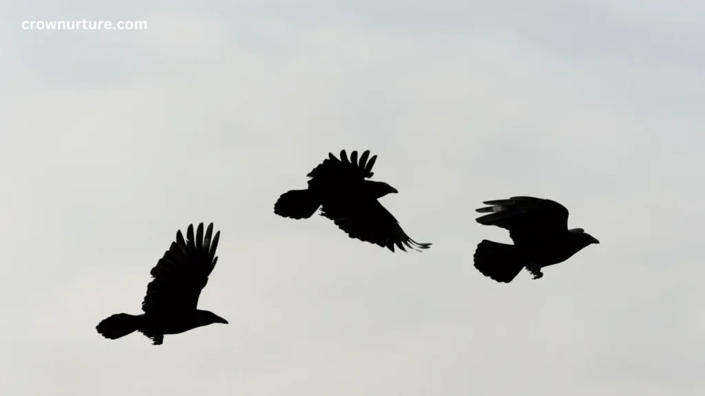 How Fast Can Crows Fly? (Answered) 2 How Fast Can Crows Fly