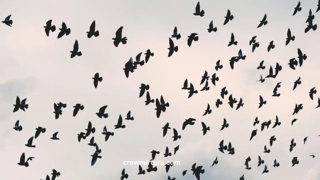 How High Can A Crow Fly? (Explained) 2 How High Can A Crow Fly