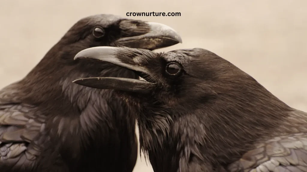 How Long Do Crows Live? (Answered) 3 How Long Do Crows Live