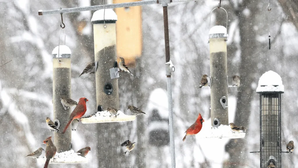 How To Keep Crows Off Bird Feeders? (Explained) 2 How To Keep Crows Off Bird Feeders
