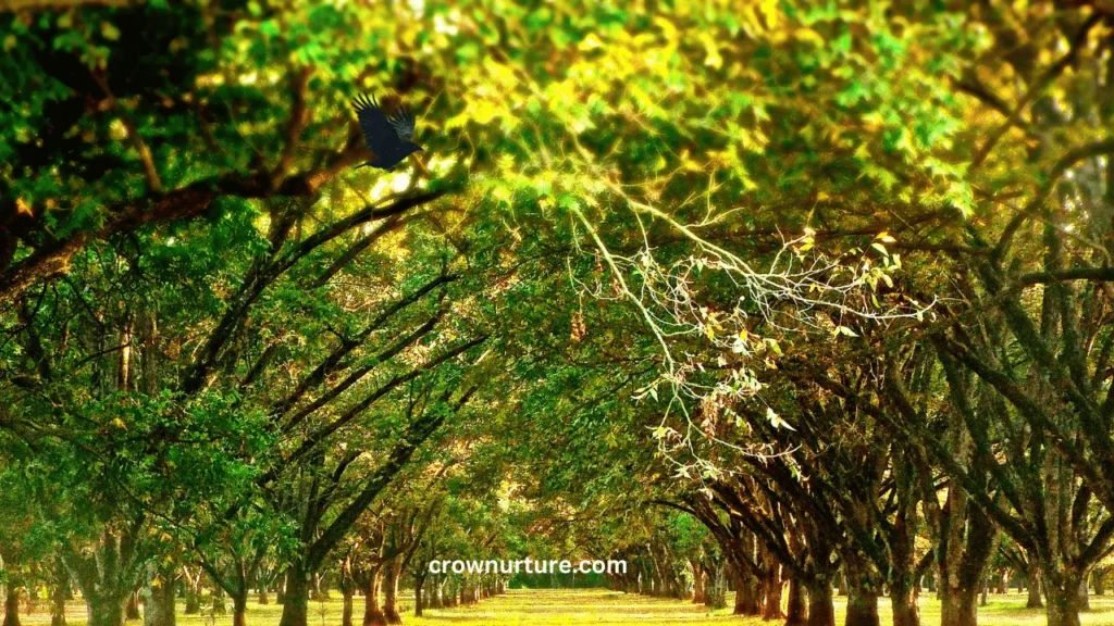 How To Keep Crows Out Of Pecan Trees? (Explained) 3 How To Keep Crows Out Of Pecan Trees