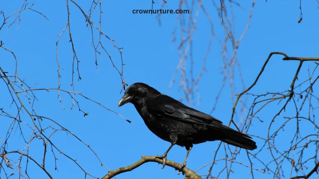 How To Keep Crows Out Of Pecan Trees? (Explained) 2 How To Keep Crows Out Of Pecan Trees