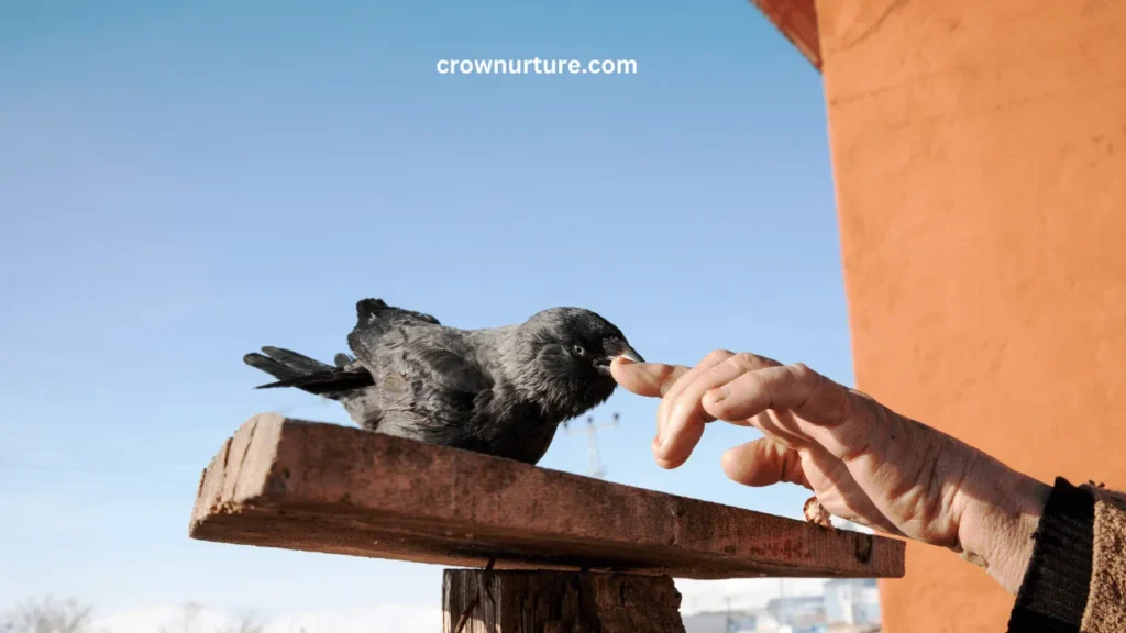 Is It Illegal To Feed Crows? (Explained) 3 Is It Illegal To Feed Crows