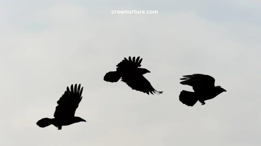 What Animal Eats A Crow? (Answered) 2 What Animal Eats A Crow