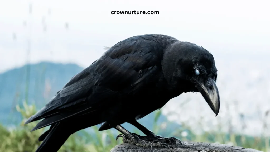 What Color Is A Crow? (Answered) 3 What Color Is A Crow