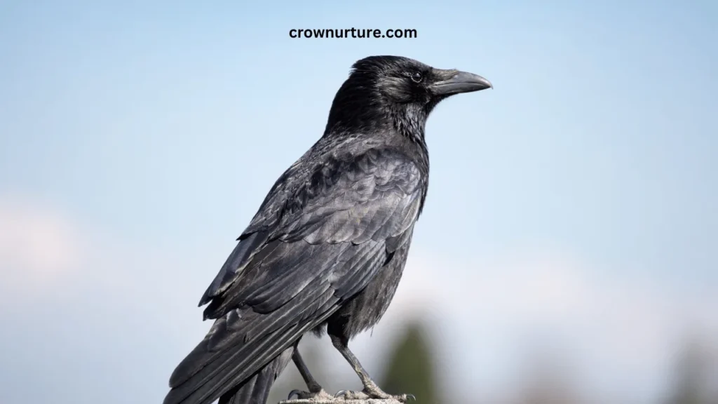 What Color Is A Crow? (Answered) 2 What Color Is A Crow
