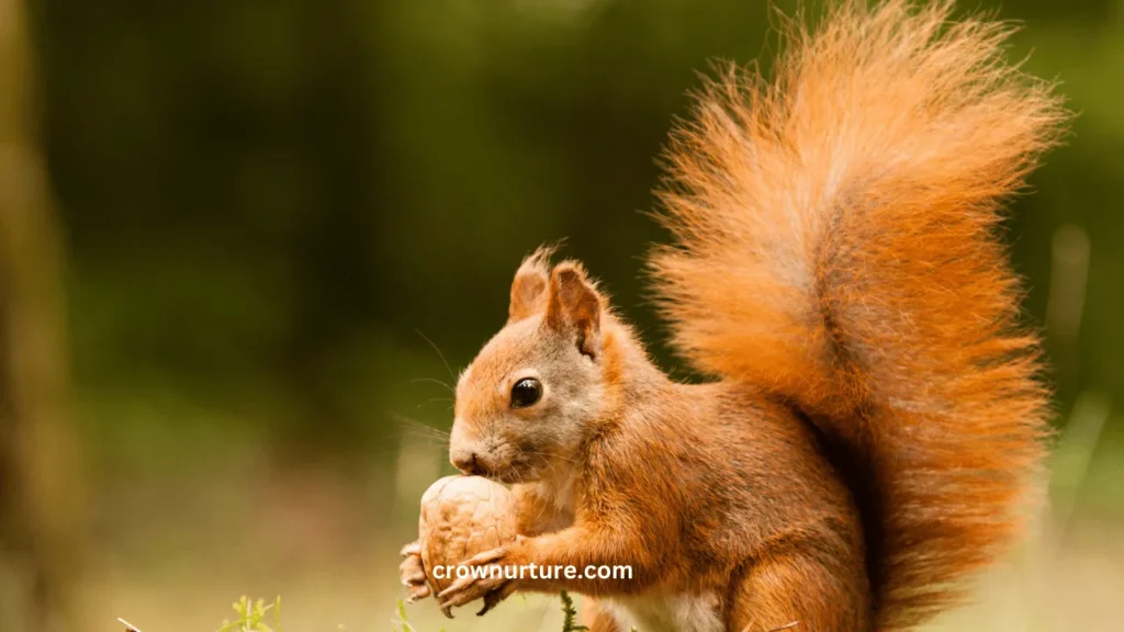 What Do Crows Eat That Squirrels Don't? (Answered) 2 What Do Crows Eat That Squirrels Don'T (2)