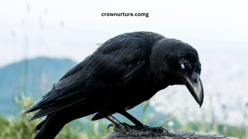 What Do Crows Eat That Squirrels Don't? (Answered) 3 What Do Crows Eat That Squirrels Don'T (2)