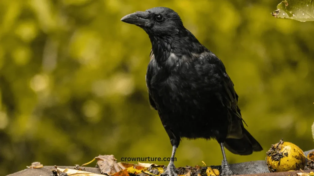 What Do Crows Like To Eat? (Explained) 2 What Do Crows Like To Eat