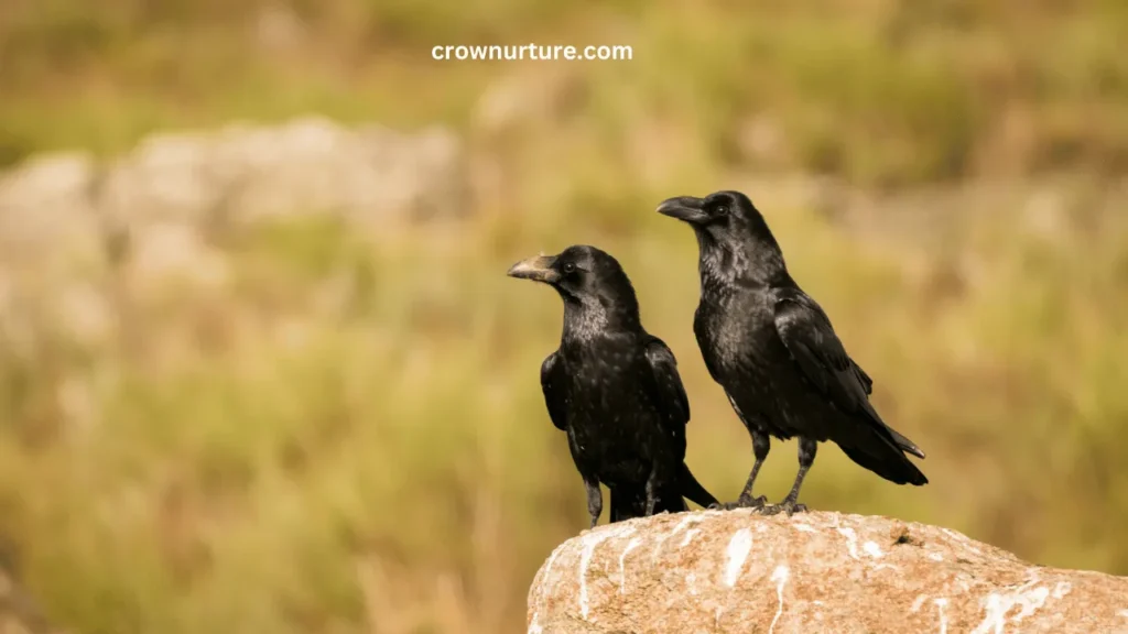 What Does Two Crows Mean? (Explained) 3 What Does Two Crows Mean