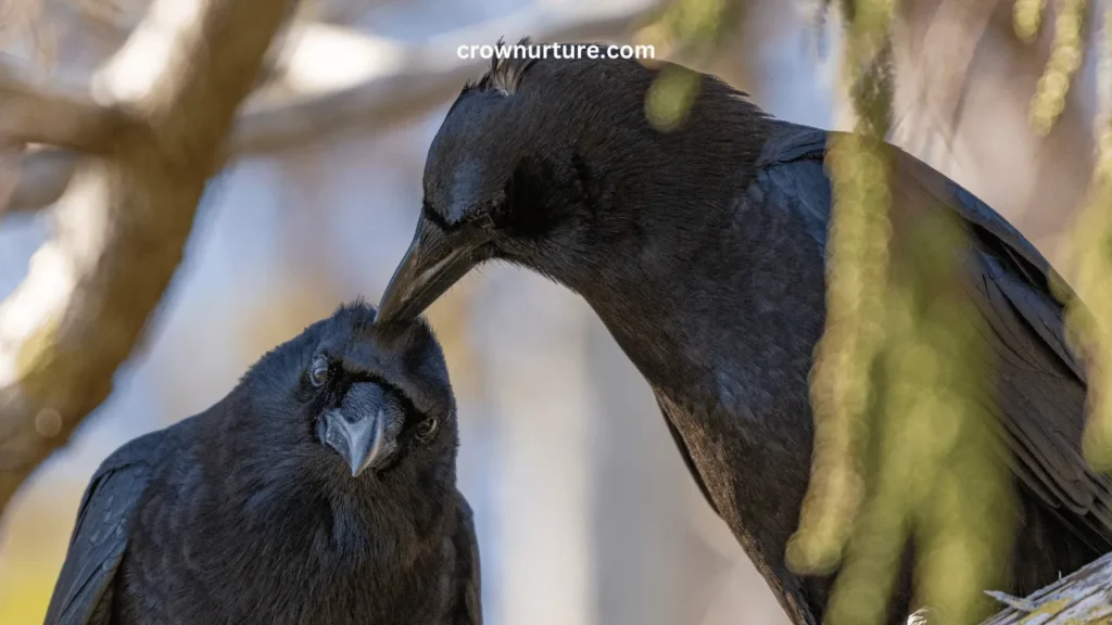 What Does Two Crows Mean? (Explained) 2 What Does Two Crows Mean