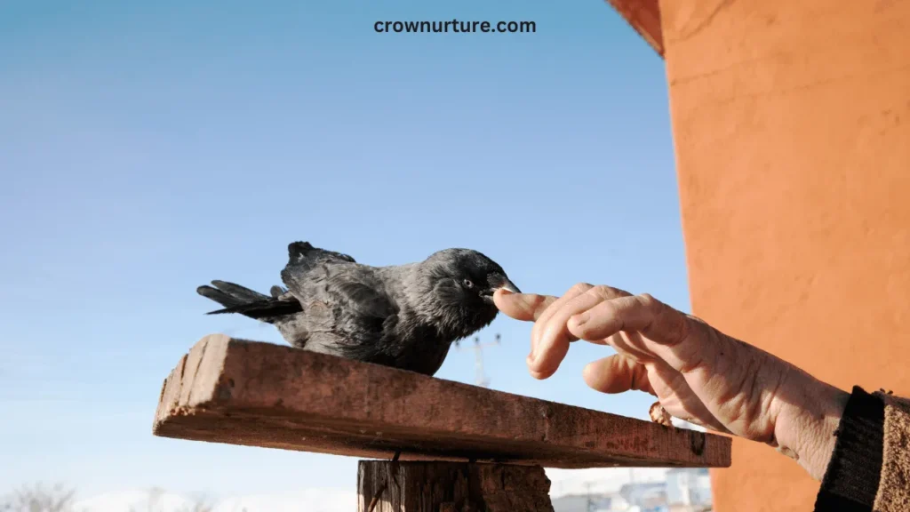 What To Feed Crows? (Explained) 2 What To Feed Crows