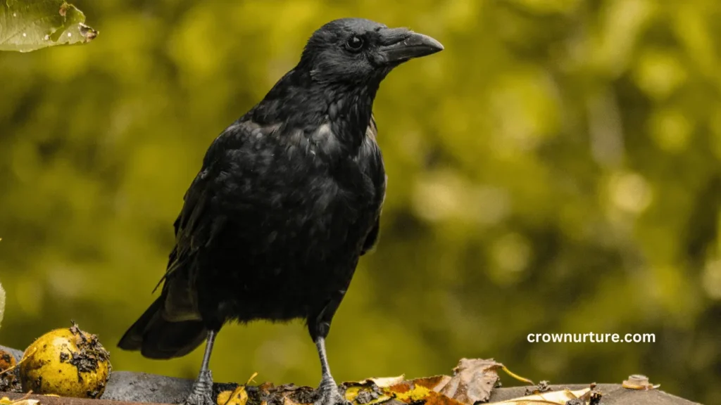 What'S The Difference Between A Blackbird And A Crow? (Explained) 2 What'S The Difference Between A Blackbird And A Crow