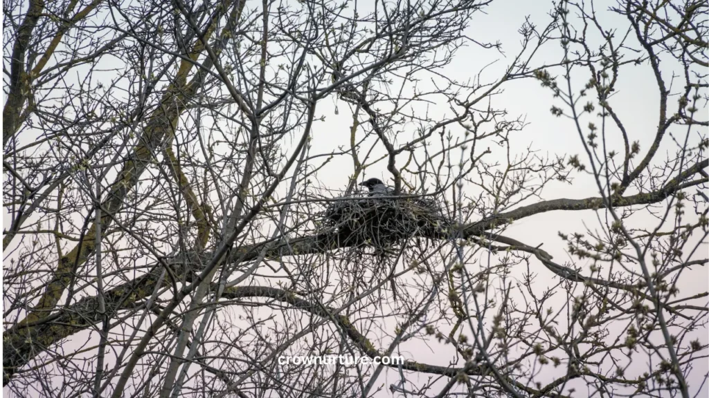 Where Do Crows Nest At Night? (Answered) 2 Where Do Crows Nest At Night