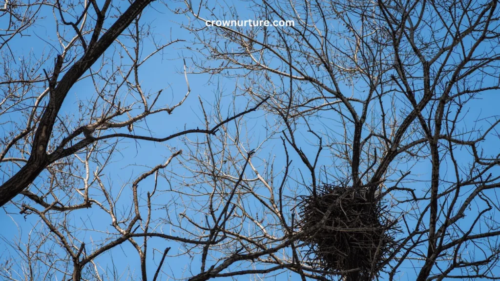 Where Do Crows Nest At Night? (Answered) 3 Where Do Crows Nest At Night