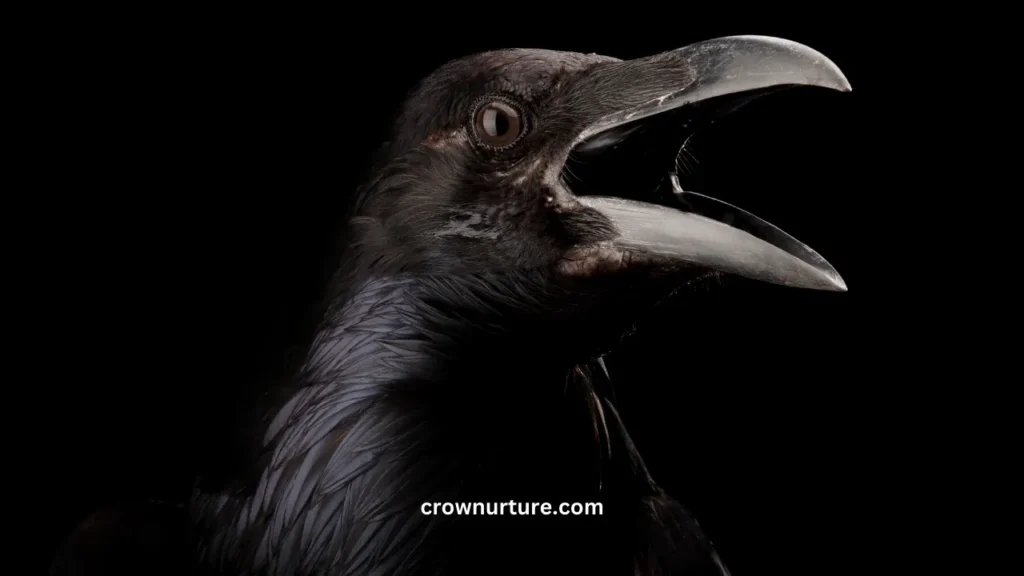 Why Crows Are Black? (Explained) 2 Why Crows Are Black