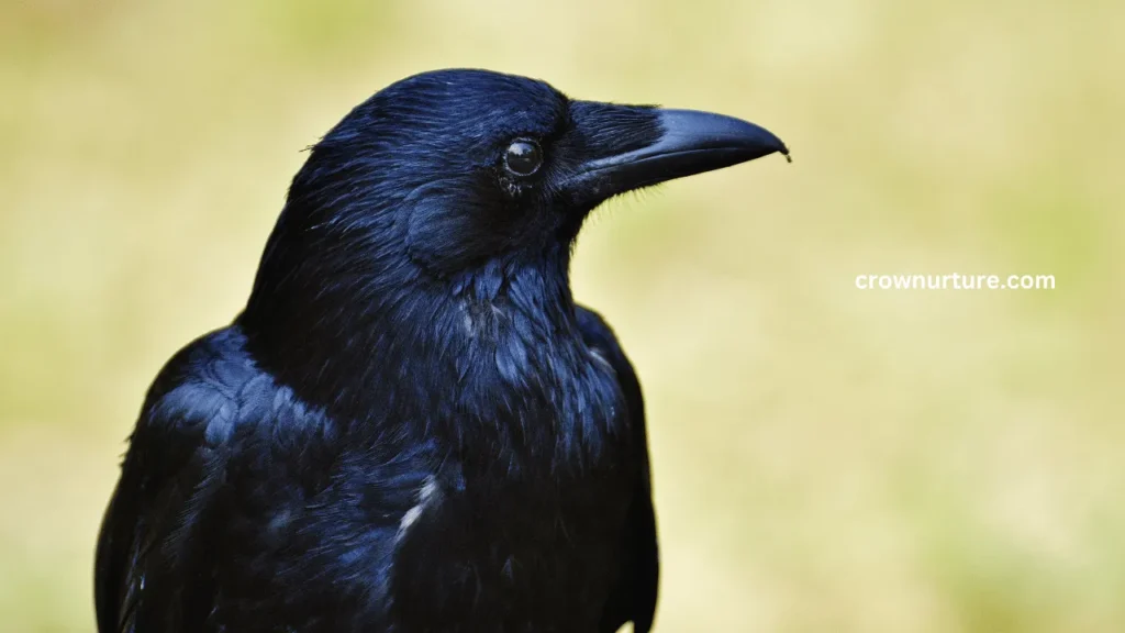 Why Crows Are Black? (Explained) 3 Why Crows Are Black