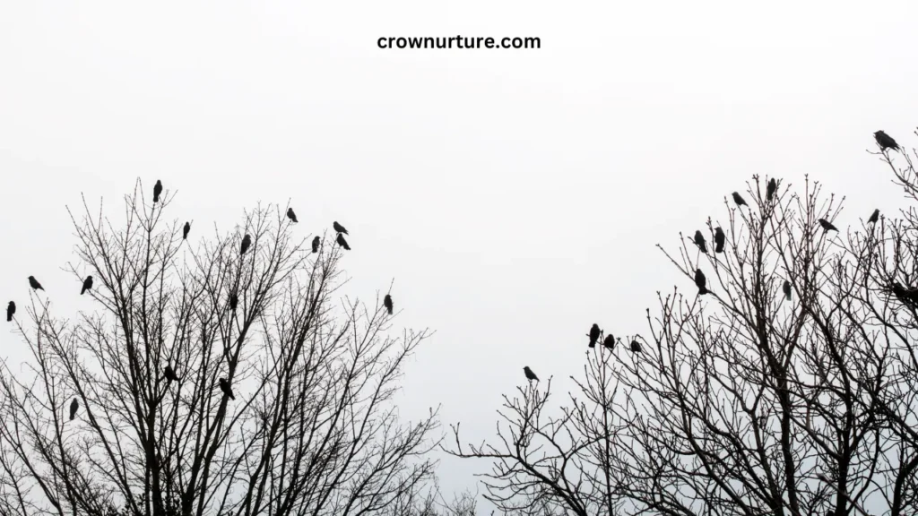 Why Do Crows Gather? (Answered) 2 Why Do Crows Gather