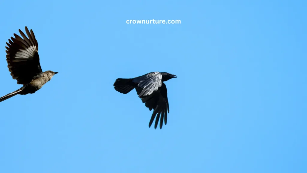 Why Do Mockingbirds Chase Crows? (Answered) 2 Why Do Mockingbirds Chase Crows