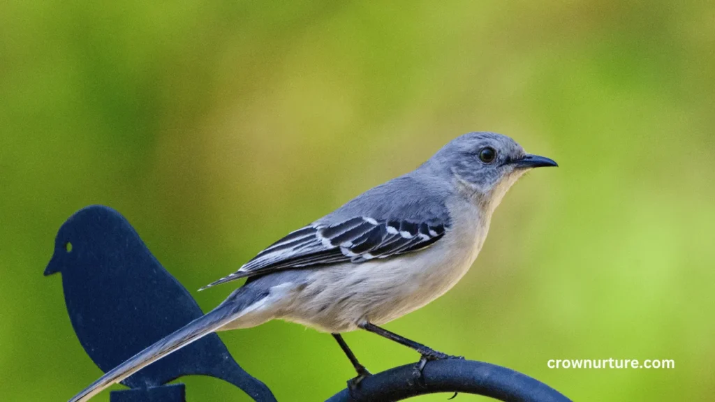 Why Do Mockingbirds Chase Crows? (Answered) 3 Why Do Mockingbirds Chase Crows