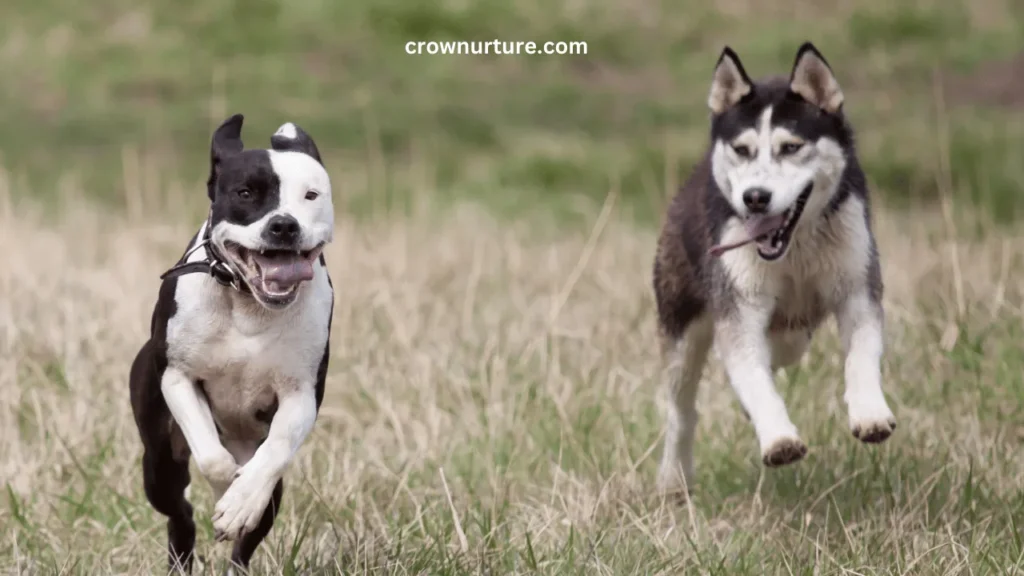 Will Crows Attack Dogs? (Explained) 2 Will Crows Attack Dogs