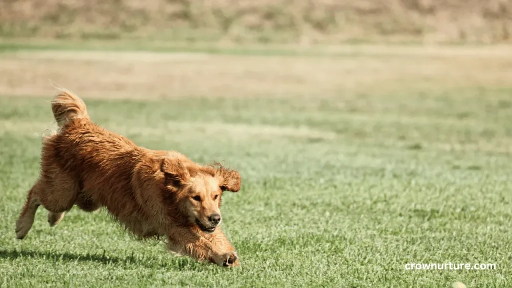 Will Crows Attack Dogs? (Explained) 3 Will Crows Attack Dogs? (Explained)