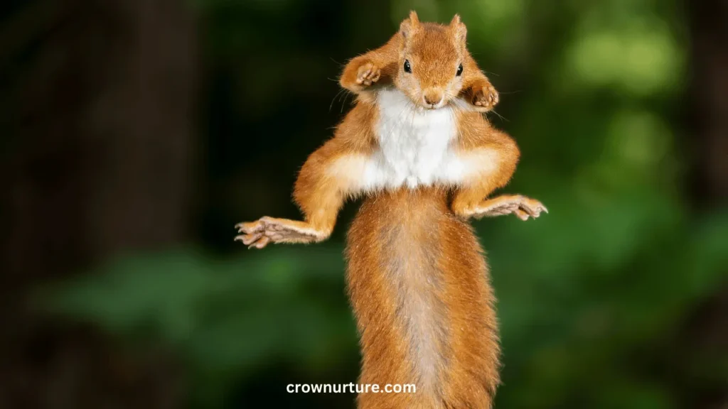 Will Crows Eat Squirrels? (Explained) 2 Will Crows Eat Squirrels