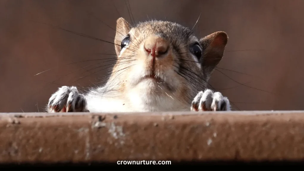 Will Crows Eat Squirrels? (Explained) 3 Will Crows Eat Squirrels