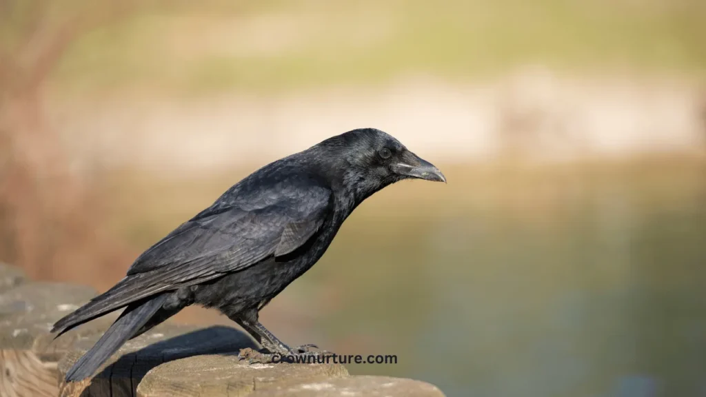 How To Attract A Crow In 4 Minutes? (Answered) 2 How To Attract A Crow In 4 Minutes