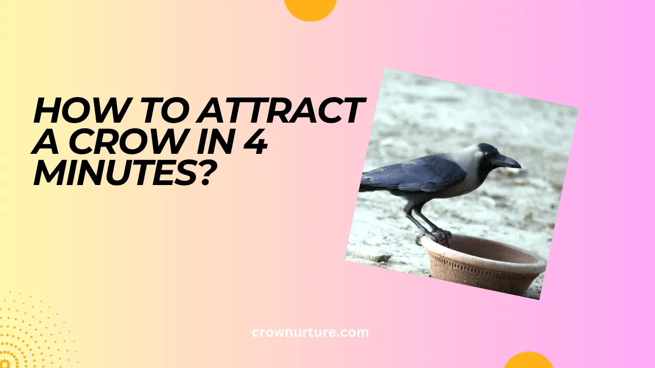 How To Attract A Crow In 4 Minutes? (Answered)