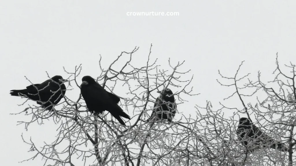 Is The Crow Reservation Dangerous? (Answered) 3 Is The Crow Reservation Dangerous